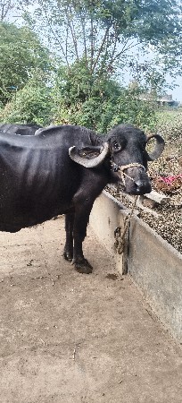 bhensh vechvani che