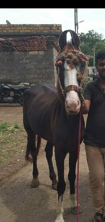 આ ઘોડી વેચવાનીશે બાલભમરીની ચોખી