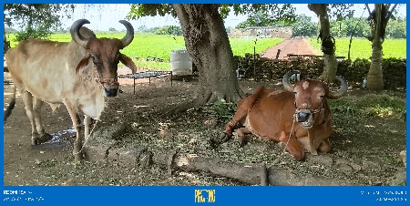 ચાર ધરના વળદ છે