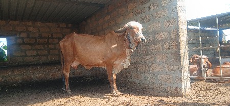 gay  veshvani  se