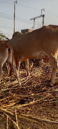 ગાય વેચાવાનીછે તીજુવેતરવીયાણી