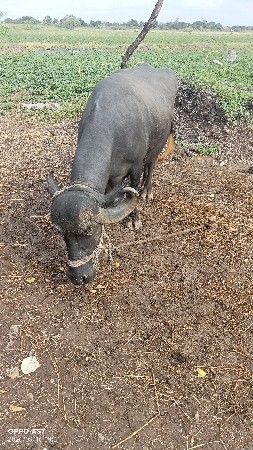 bhed vechva ni