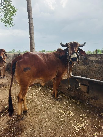ગાય ધંધો કરવા માટે આપવાની નથી