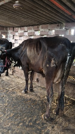 HF ક્રોસ