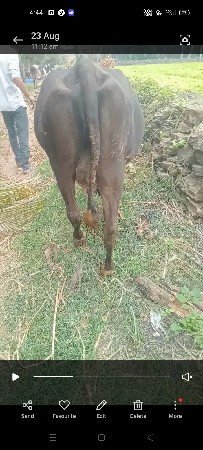 બંને ગાય બેસવાની છે