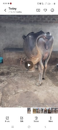 ભેસ વેચવાની છે ભુરી છે