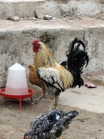મરઘો વેચવા નો છે