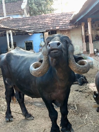 ભેંસ