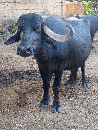 ભેંશ વેચવા ની છે