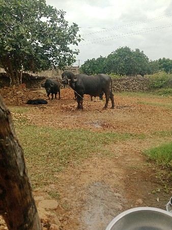 પાડો વેચવાનો છે