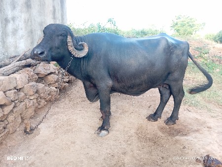 ભેંશ બેસવાનું છે