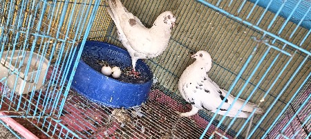 કબૂતરને જોડી વેચવાની છે