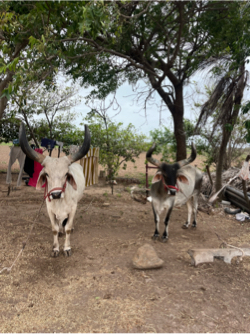 બડધ