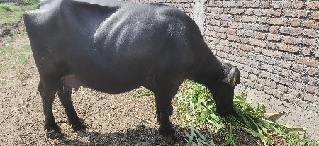 ભેંશ વેચવાની છે