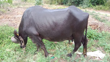 ભેંસ વેચવાની છે