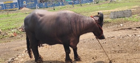 વેચવાની છે વેચવાની છે