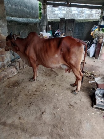 વેચવા ની છે