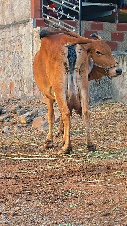 ગાય વેચવા ની નીચે વાછડી છે