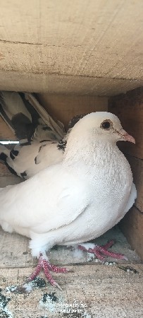 એક જોડ વેસવાની છે