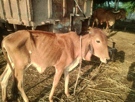 વાશડી મફત મા આપવવાની છે સાસવે તે