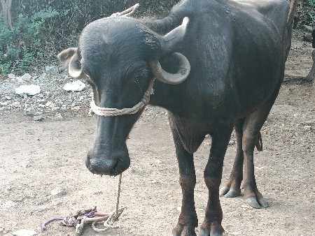 કુઢી ખડેલી વેચવાની છે
