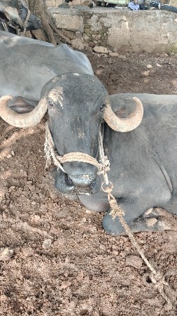 2 વેતર