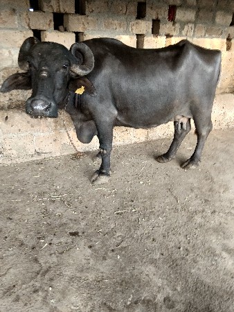 ભેંસ વેચવાની છે