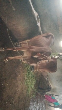 ગીર વાસડીયુ વેચવાની છે