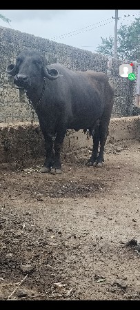 પેલું વેતર ખંડેલી વેસવાની સે