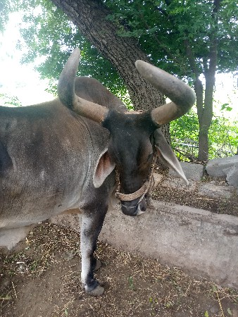 હરેશભાઈ પાઘડાર