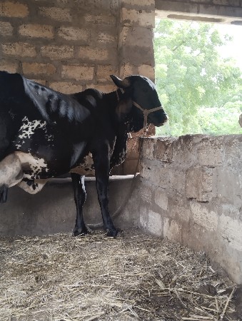 ત્રણ જર્સી ક્રોચ
