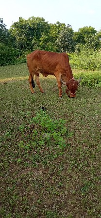 ગીર ગાય દૅવાની છૅ