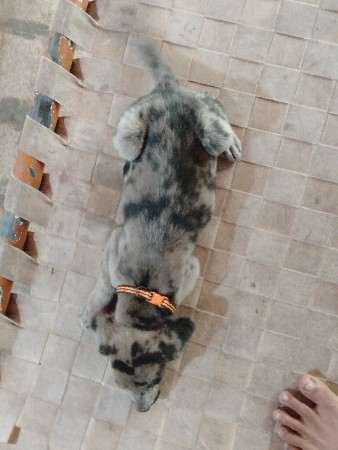 ગ્રેટ ડેન ફિમેલ