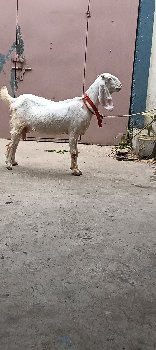 બકરિ ઓરજીનલ ગૂલાબિ છે