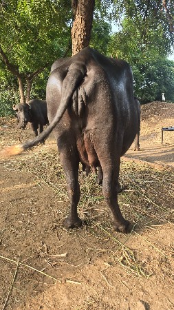 પેલા વેતર ગાભની ખડેલી