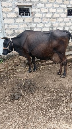 10 દિવસ ની કાચી