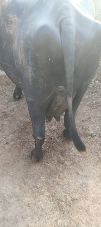 ભેંસ વેચવાની છે