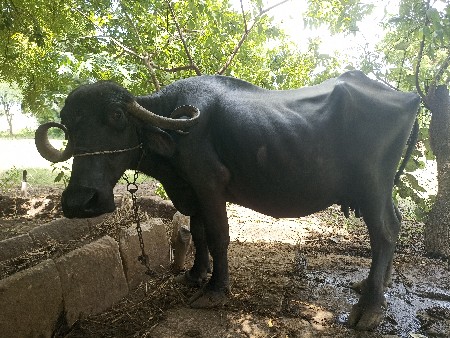 બે ભેંસ વેચવાની છે