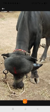 ખડેલી વેચવાની છે