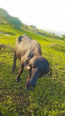 પાડો વેચવાનો છે