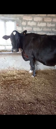 જર્સી ગાય વેચવાની છે