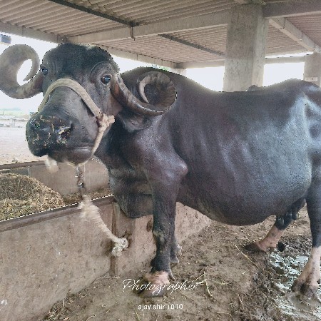 ભેંસ વેચવાની છે