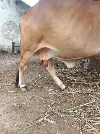 ગીર ગાય વેસવાની છે