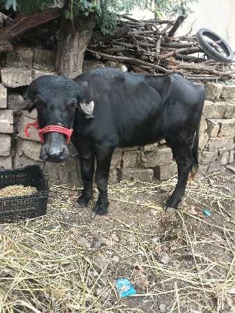 ખડેલી વેચવાની છે
