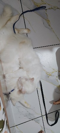 cat Ni jodi vesvani se bhai