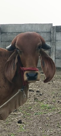 ગીર હોડકી ગાય વેચવા ની છે