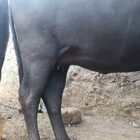 khadeli vechvanu chhe 1 vetr vi