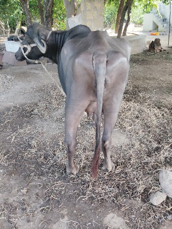 phela vetar ni khdeli vechvani