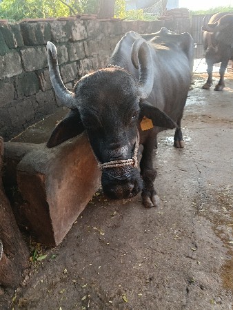 ભેંસ વેચવાની છે