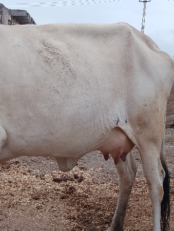 પેલો વેતર પંદર દી ની કાચી